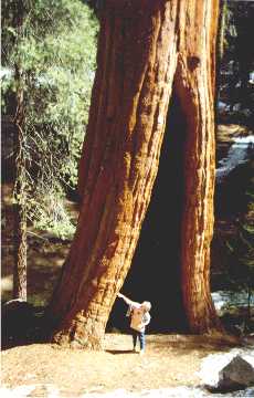 'Giant Sequoia' ... NO PICTURE ? ... PLEASE DROP ME A MESSAGE !